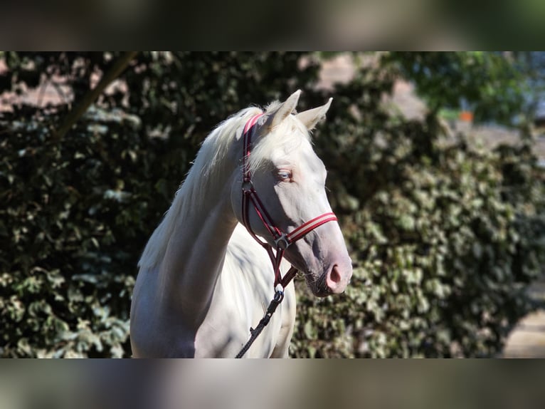 Belgisch Warmbloed Merrie 2 Jaar 152 cm Cremello in Visz