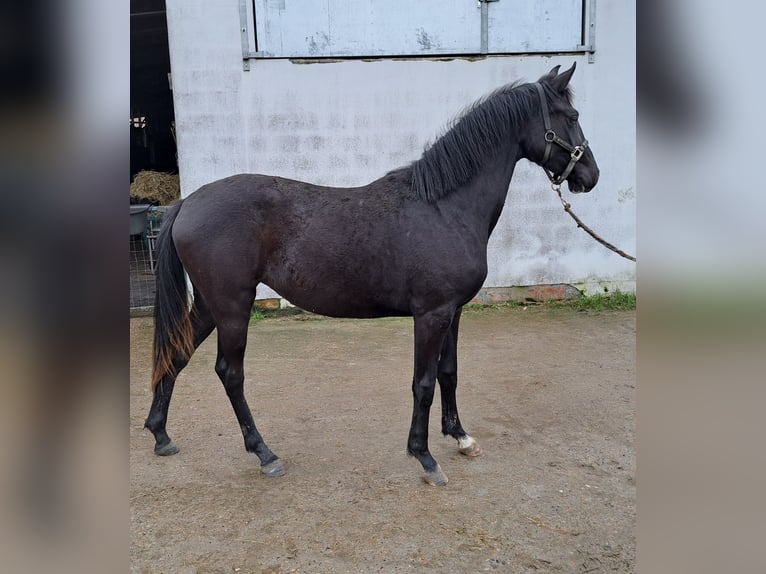 Belgisch Warmbloed Merrie 2 Jaar 160 cm Zwart in Ruiselede