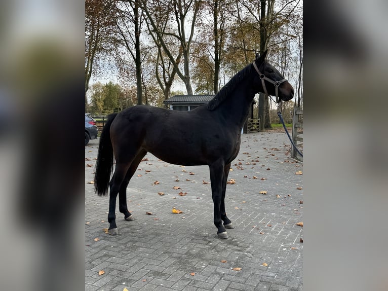 Belgisch Warmbloed Merrie 2 Jaar 168 cm Donkerbruin in Gestel. Berlaar