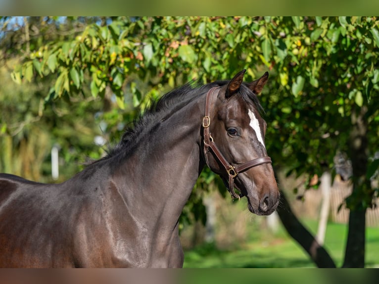 Belgisch Warmbloed Merrie 2 Jaar 168 cm Donkerbruin in GROTE-BROGEL