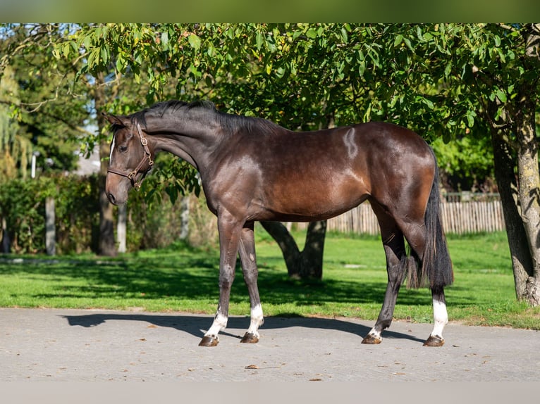 Belgisch Warmbloed Merrie 2 Jaar 168 cm Donkerbruin in GROTE-BROGEL