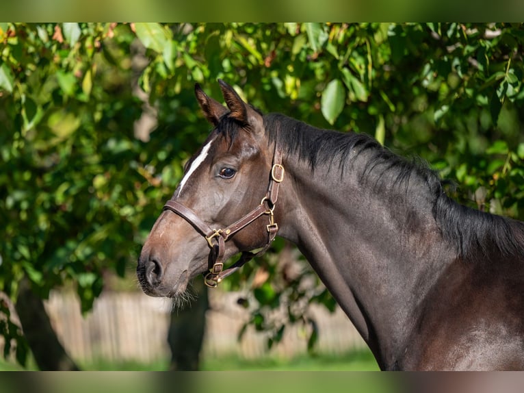 Belgisch Warmbloed Merrie 2 Jaar 168 cm Donkerbruin in GROTE-BROGEL