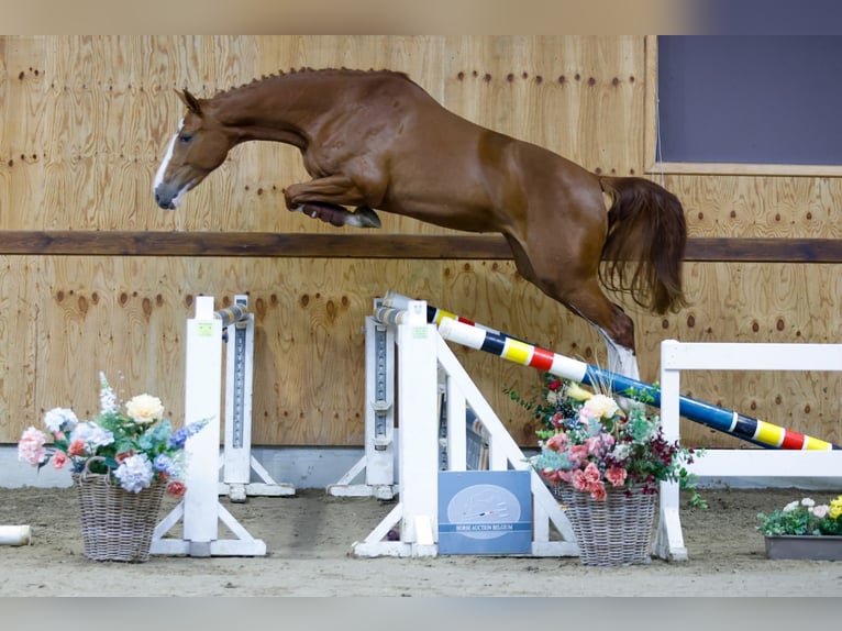 Belgisch Warmbloed Merrie 2 Jaar 169 cm Vos in Kinrooi