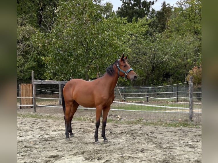 Belgisch Warmbloed Merrie 2 Jaar Bruin in Grobbendonk
