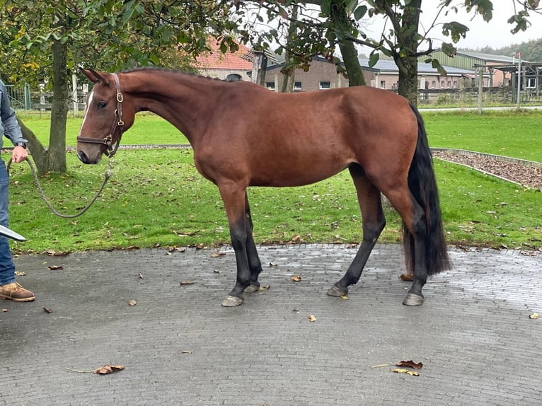 Belgisch Warmbloed Merrie 3 Jaar 152 cm Bruin in GROTE-BROGEL