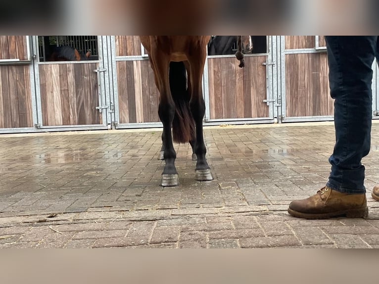 Belgisch Warmbloed Merrie 3 Jaar 152 cm Bruin in GROTE-BROGEL