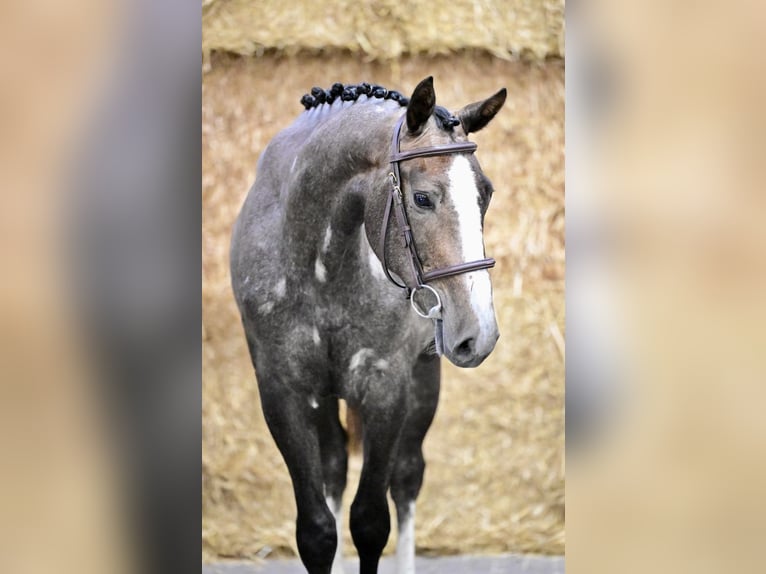 Belgisch Warmbloed Merrie 3 Jaar 155 cm  in Bladel