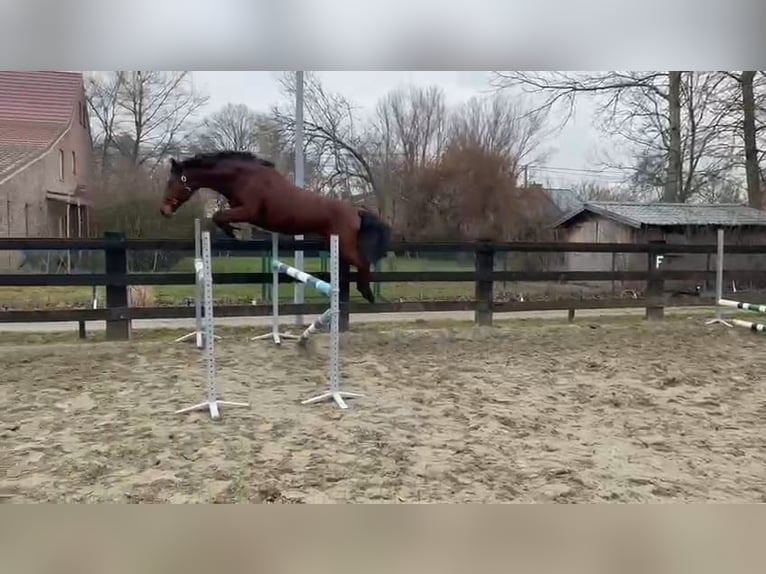 Belgisch Warmbloed Merrie 3 Jaar 158 cm  in Grote-Brogel