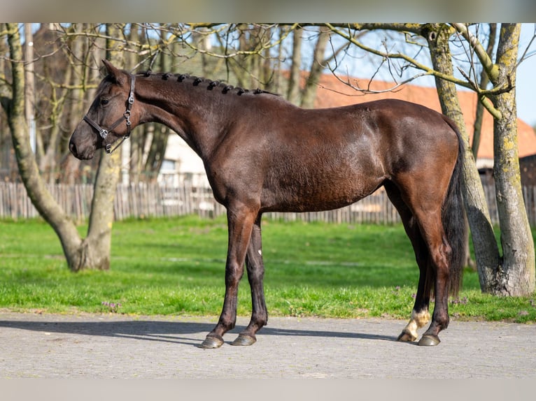 Belgisch Warmbloed Merrie 3 Jaar 160 cm  in GROTE-BROGEL