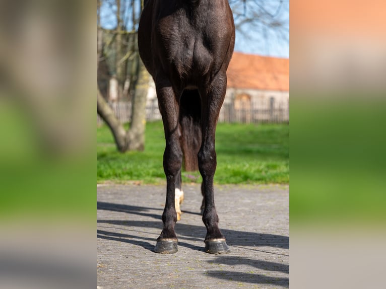 Belgisch Warmbloed Merrie 3 Jaar 160 cm  in GROTE-BROGEL