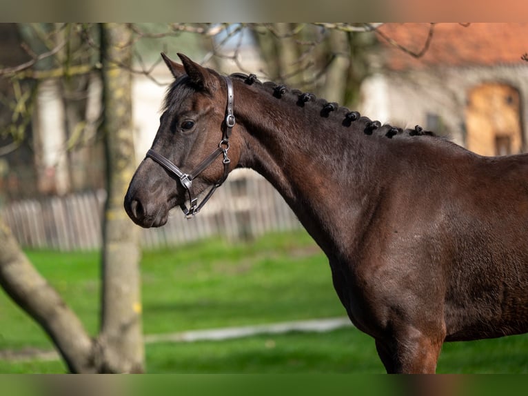Belgisch Warmbloed Merrie 3 Jaar 160 cm  in GROTE-BROGEL