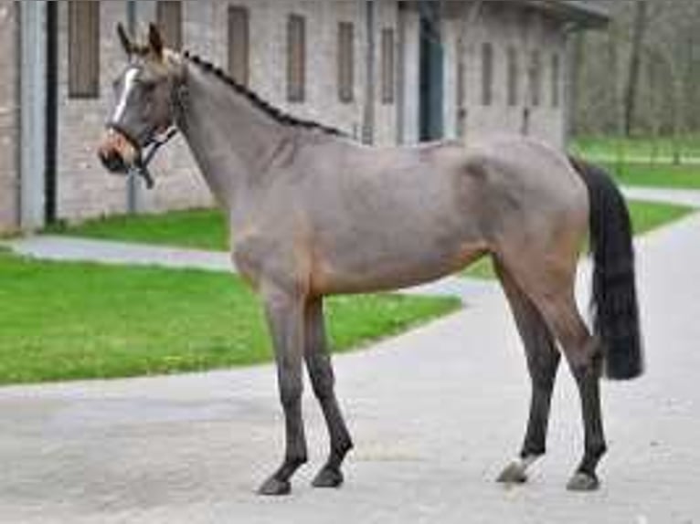 Belgisch Warmbloed Merrie 3 Jaar 160 cm Roodbruin in Sint-Niklaas