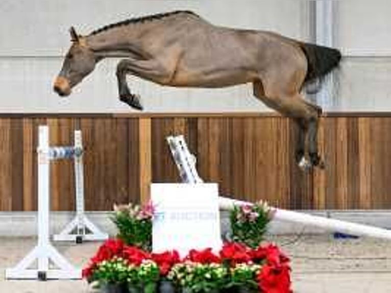 Belgisch Warmbloed Merrie 3 Jaar 160 cm Roodbruin in Sint-Niklaas