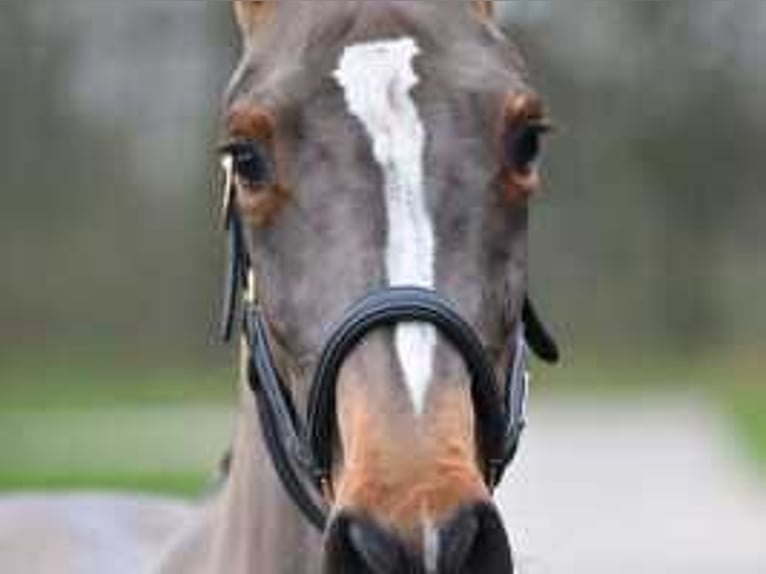 Belgisch Warmbloed Merrie 3 Jaar 160 cm Roodbruin in Sint-Niklaas