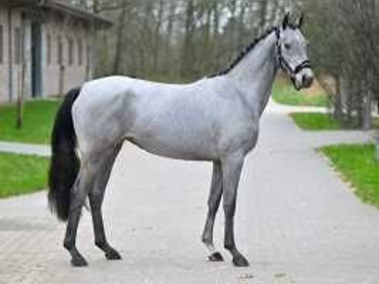 Belgisch Warmbloed Merrie 3 Jaar 160 cm Wit in Sint-Niklaas