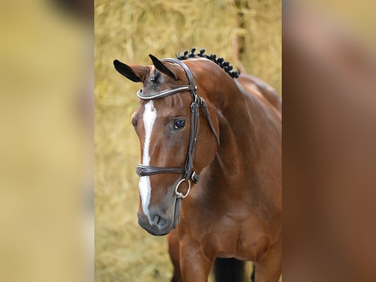 Belgisch Warmbloed Merrie 3 Jaar 162 cm Bruin in Bladel