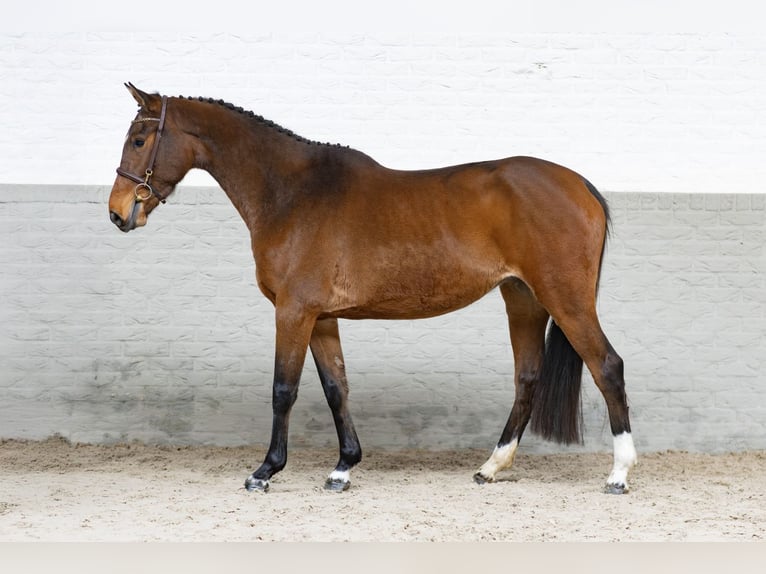 Belgisch Warmbloed Merrie 3 Jaar 163 cm Bruin in Heerde