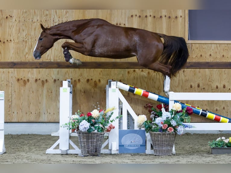 Belgisch Warmbloed Merrie 3 Jaar 163 cm Donkere-vos in Kinrooi