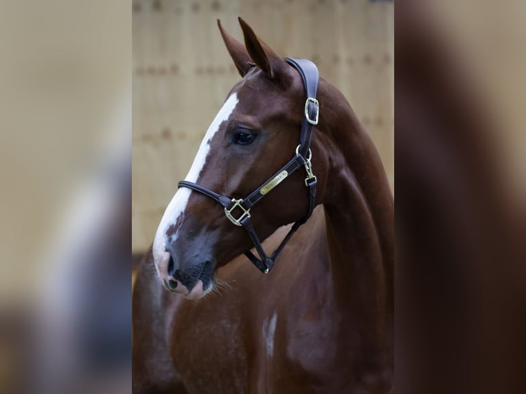 Belgisch Warmbloed Merrie 3 Jaar 163 cm Donkere-vos in Kinrooi