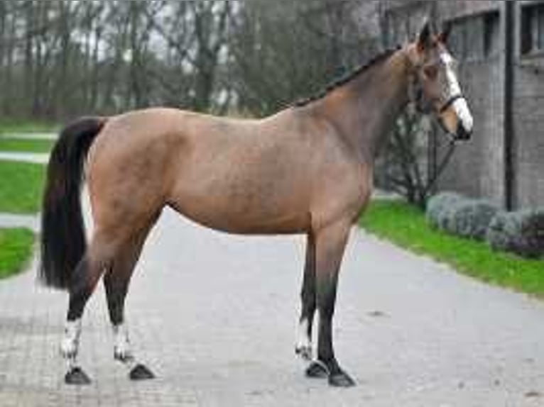 Belgisch Warmbloed Merrie 3 Jaar 163 cm Roodbruin in Sint-Niklaas