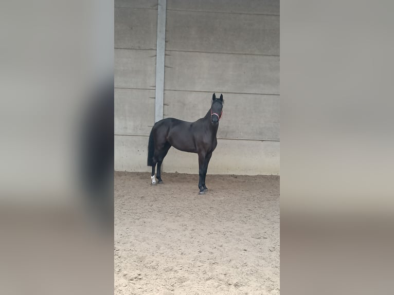 Belgisch Warmbloed Merrie 3 Jaar 163 cm Zwart in Rouvres-en-multien