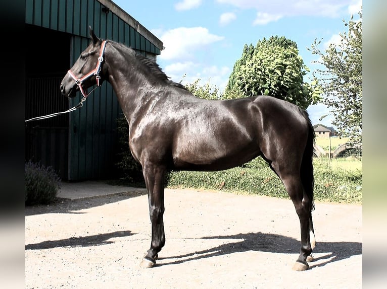 Belgisch Warmbloed Merrie 3 Jaar 163 cm Zwart in Rouvres-en-multien