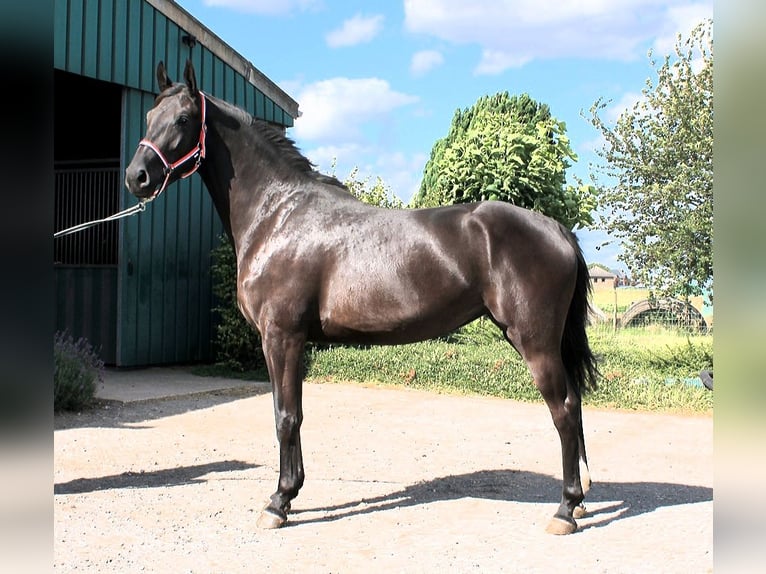 Belgisch Warmbloed Merrie 3 Jaar 163 cm Zwart in Rouvres-en-multien