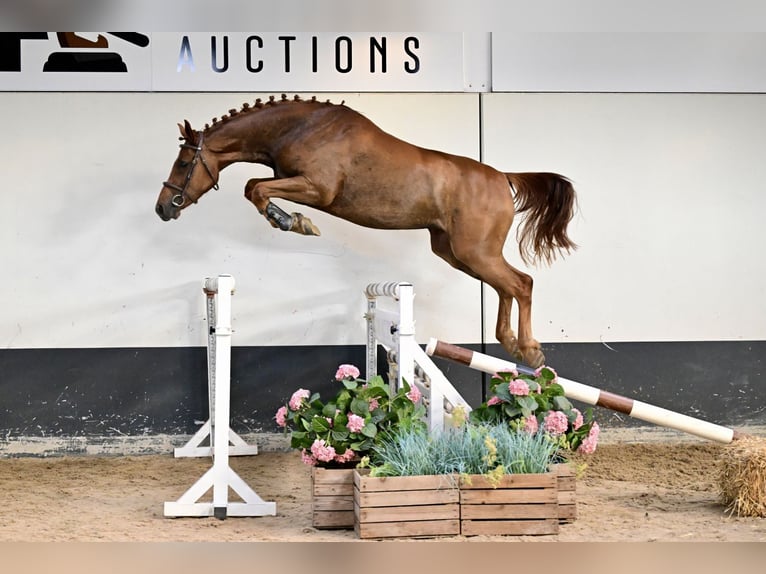 Belgisch Warmbloed Merrie 3 Jaar 165 cm  in Bladel