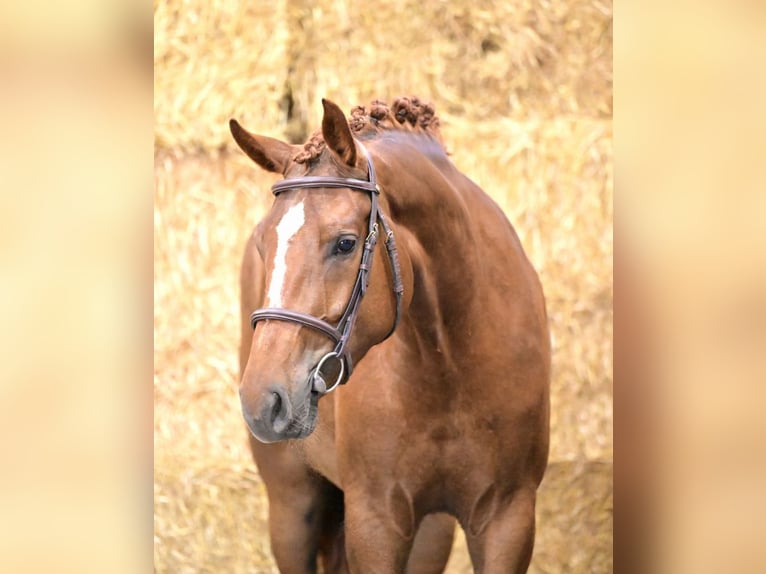 Belgisch Warmbloed Merrie 3 Jaar 165 cm  in Bladel