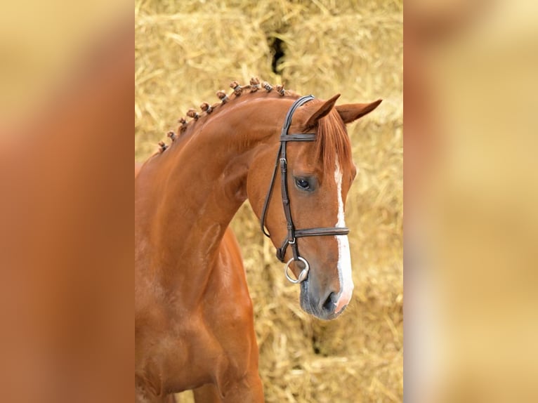 Belgisch Warmbloed Merrie 3 Jaar 165 cm Vos in Bladel
