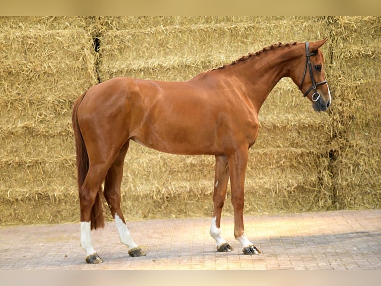 Belgisch Warmbloed Merrie 3 Jaar 165 cm Vos in Bladel