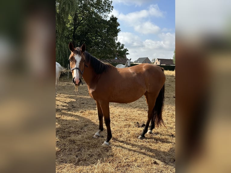 Belgisch Warmbloed Merrie 3 Jaar 166 cm Bruin in Landegem