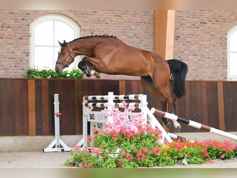 Belgisch Warmbloed Merrie 3 Jaar 167 cm Bruin in Bladel