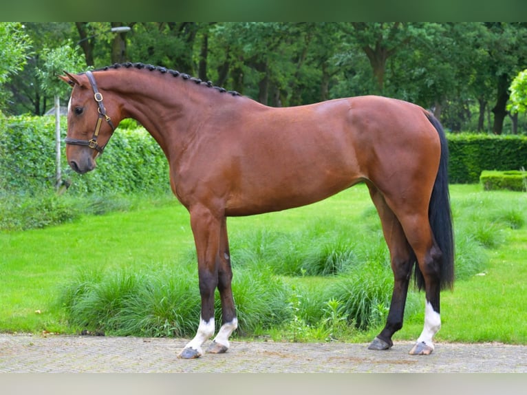 Belgisch Warmbloed Merrie 3 Jaar 167 cm Bruin in Bladel