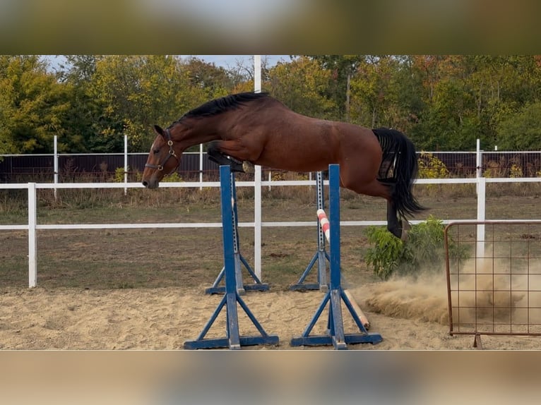 Belgisch Warmbloed Merrie 3 Jaar 167 cm Bruin in Murska Soboda