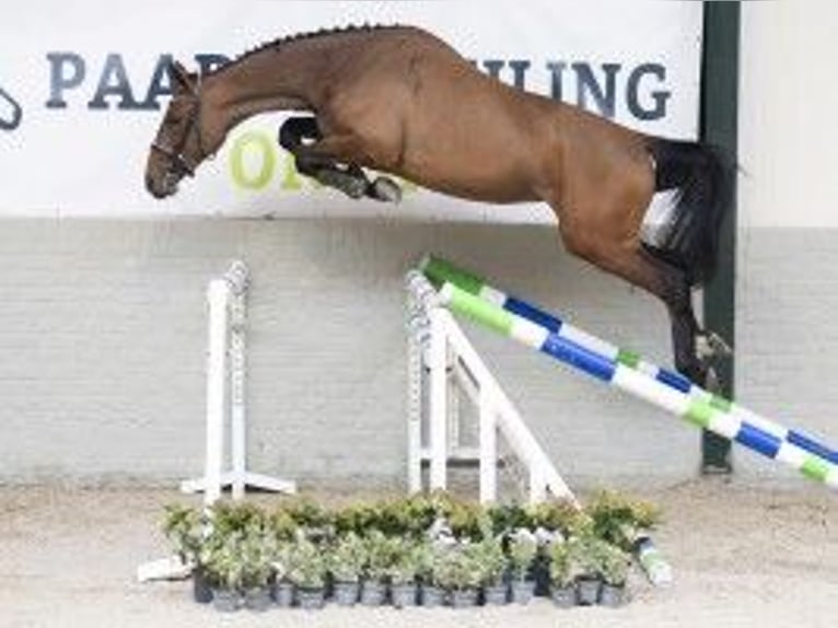 Belgisch Warmbloed Merrie 3 Jaar 167 cm Bruin in Heerde