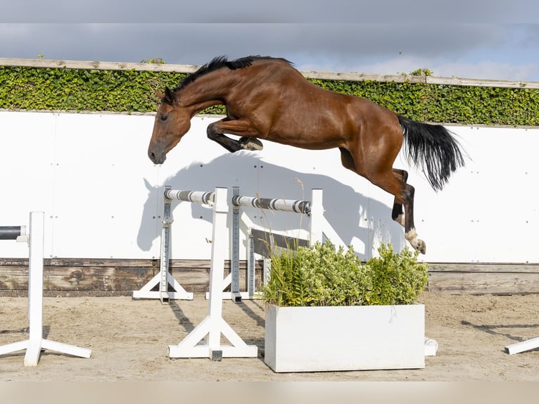 Belgisch Warmbloed Merrie 3 Jaar 168 cm Bruin in Waddinxveen