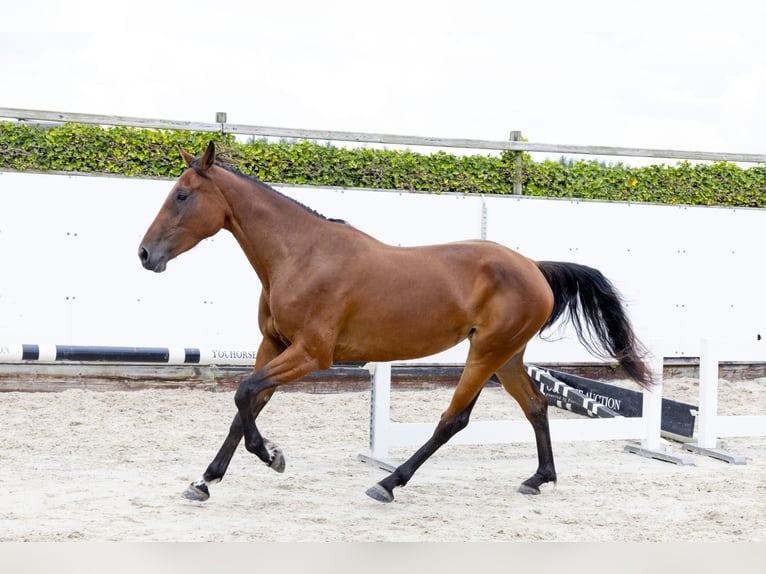 Belgisch Warmbloed Merrie 3 Jaar 169 cm Bruin in Waddinxveen