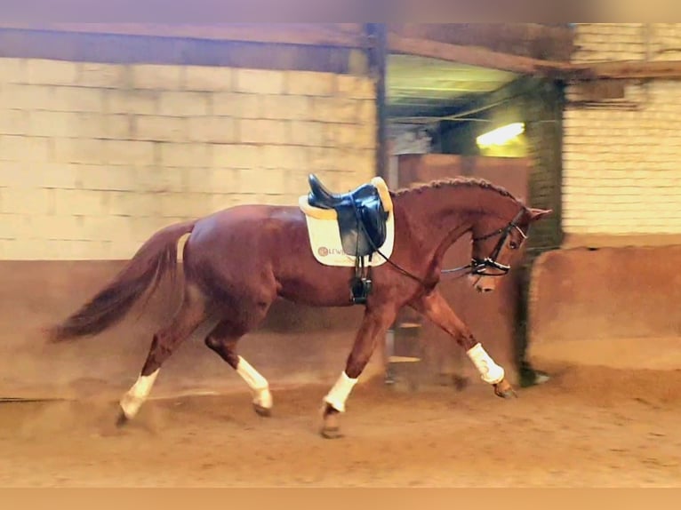 Belgisch Warmbloed Merrie 3 Jaar 170 cm Vos in Huy