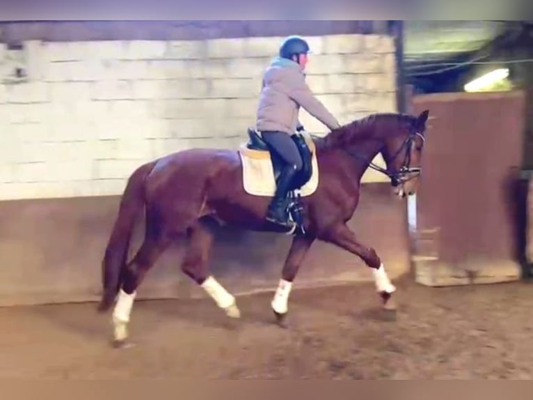 Belgisch Warmbloed Merrie 3 Jaar 170 cm Vos in Huy