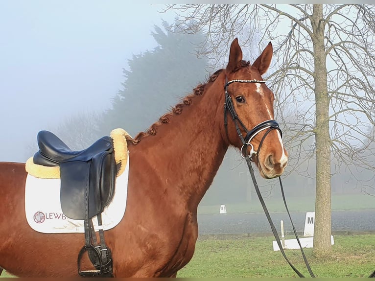 Belgisch Warmbloed Merrie 3 Jaar 170 cm Vos in Huy