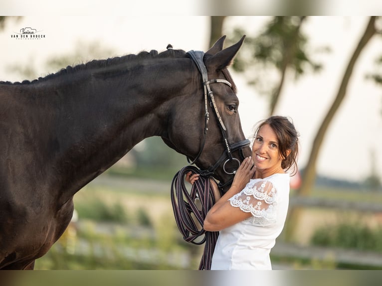 Belgisch Warmbloed Merrie 3 Jaar 171 cm Donkerbruin in Schore