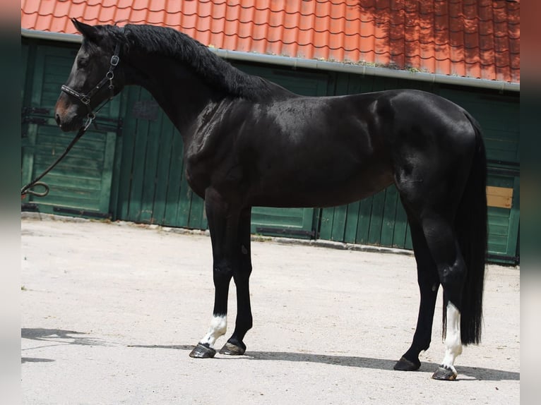 Belgisch Warmbloed Merrie 3 Jaar 171 cm Donkerbruin in Murska Soboda