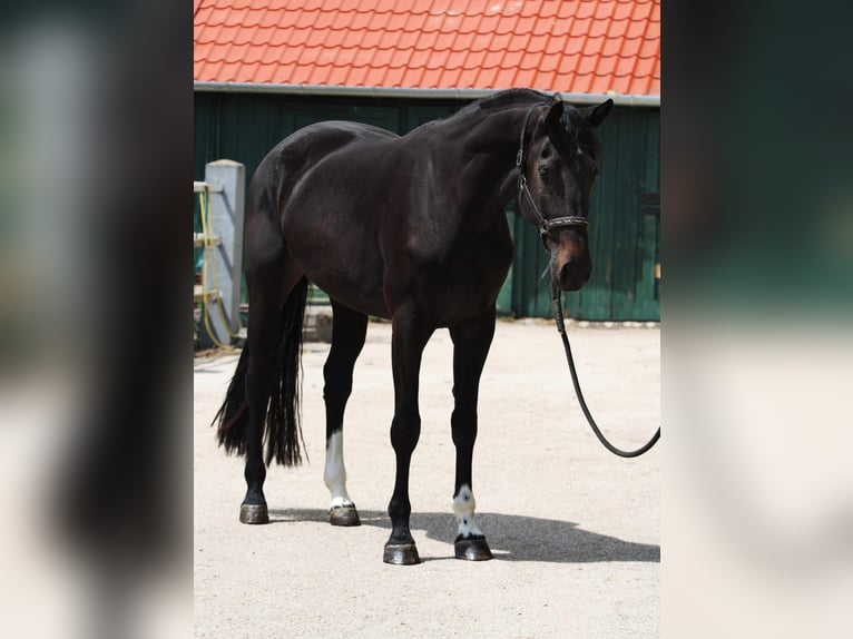Belgisch Warmbloed Merrie 3 Jaar 171 cm Donkerbruin in Murska Soboda