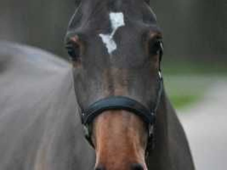 Belgisch Warmbloed Merrie 3 Jaar 172 cm Roodbruin in Sint-Niklaas