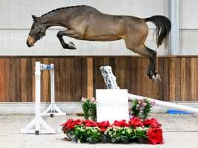 Belgisch Warmbloed Merrie 3 Jaar 172 cm Roodbruin in Sint-Niklaas