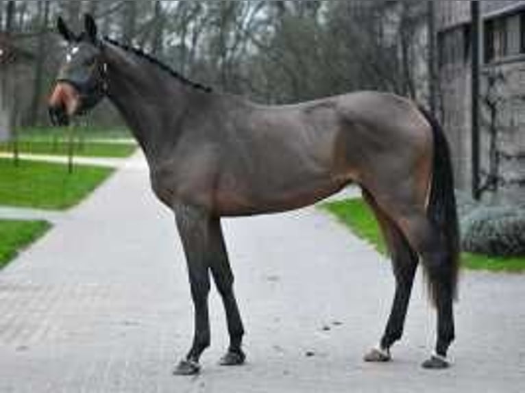 Belgisch Warmbloed Merrie 3 Jaar 172 cm Roodbruin in Sint-Niklaas