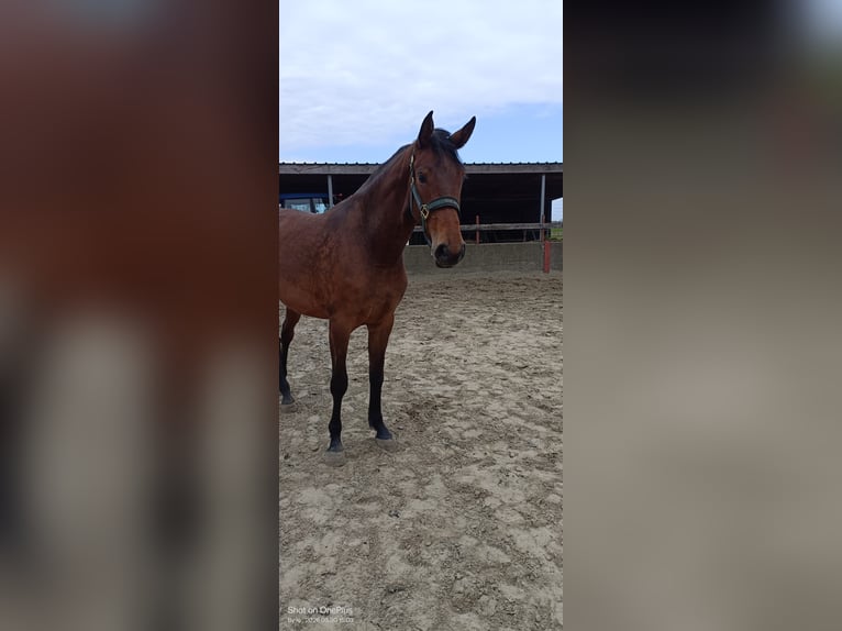 Belgisch Warmbloed Merrie 3 Jaar Donkerbruin in Wervik