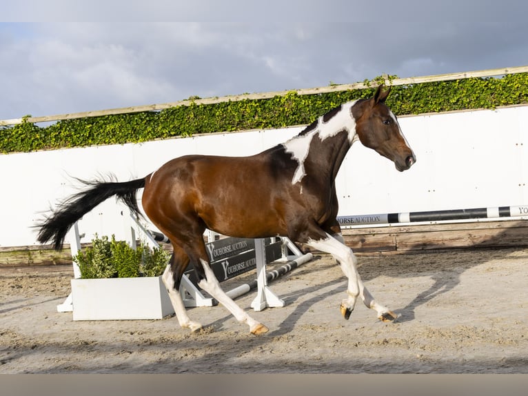 Belgisch Warmbloed Merrie 3 Jaar Gevlekt-paard in Waddinxveen