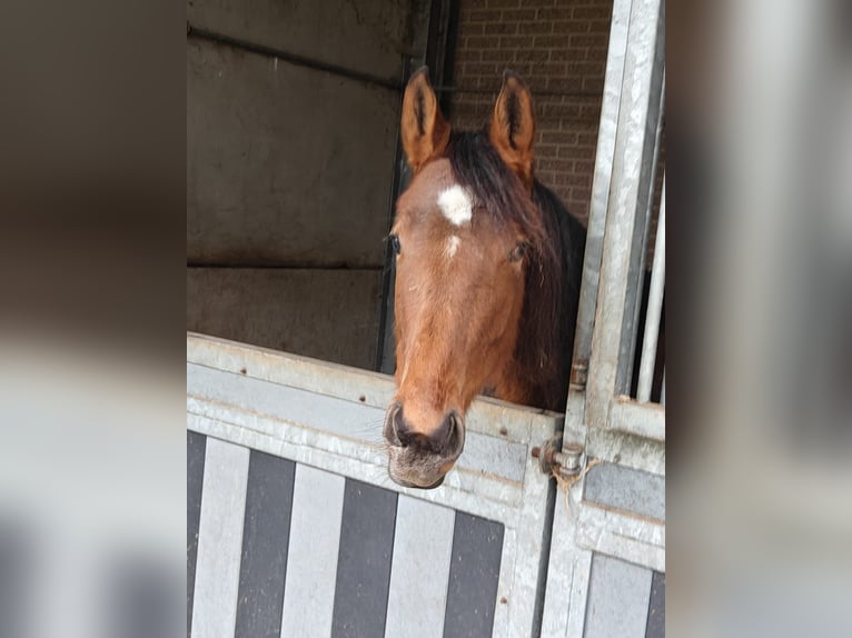Belgisch Warmbloed Merrie 3 Jaar  in Diest